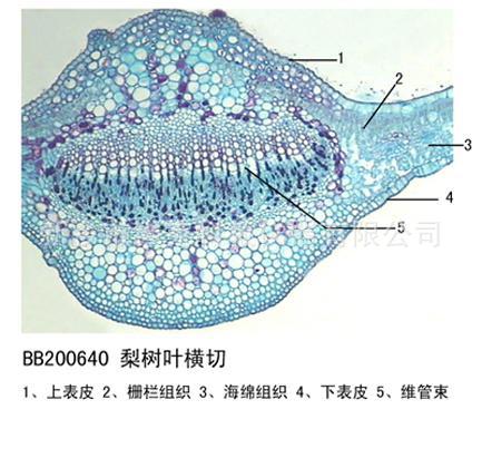 松针叶横切 生物切片 被子植物类 中小学显微镜 学生专用