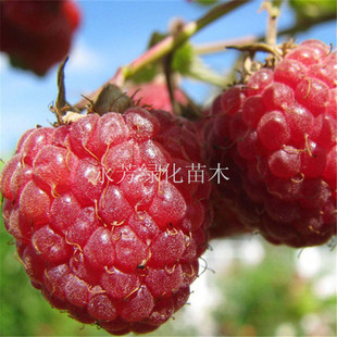 特价 保健水果美国品种红树莓盆栽树莓果树苗 覆盆子苗 当年结果