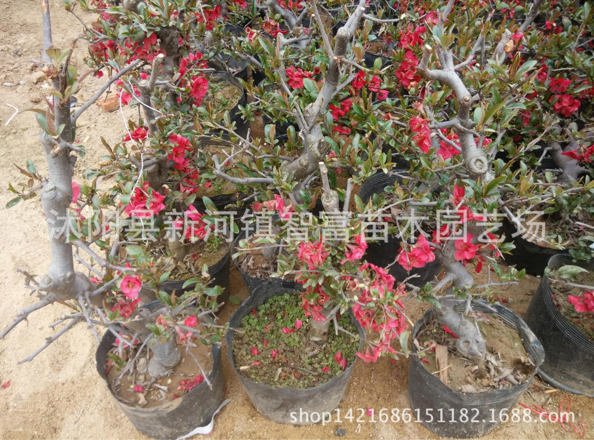 日本海棠盆栽 大型盆景 花卉绿植 室内植物 观花植物