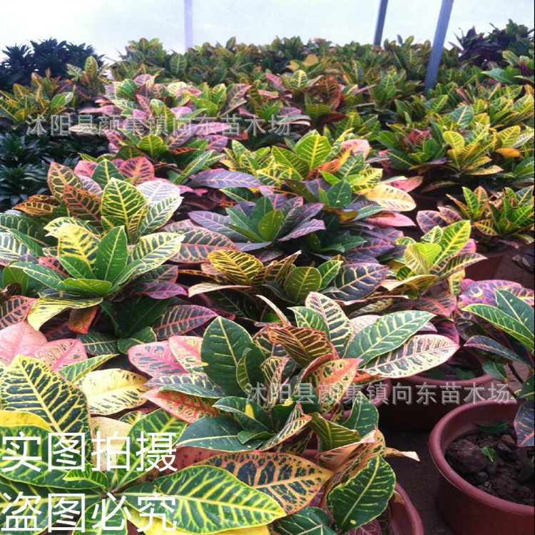 croton学名:codiaeum variegatum(linn)别名:洒金榕科属:大戟科变叶