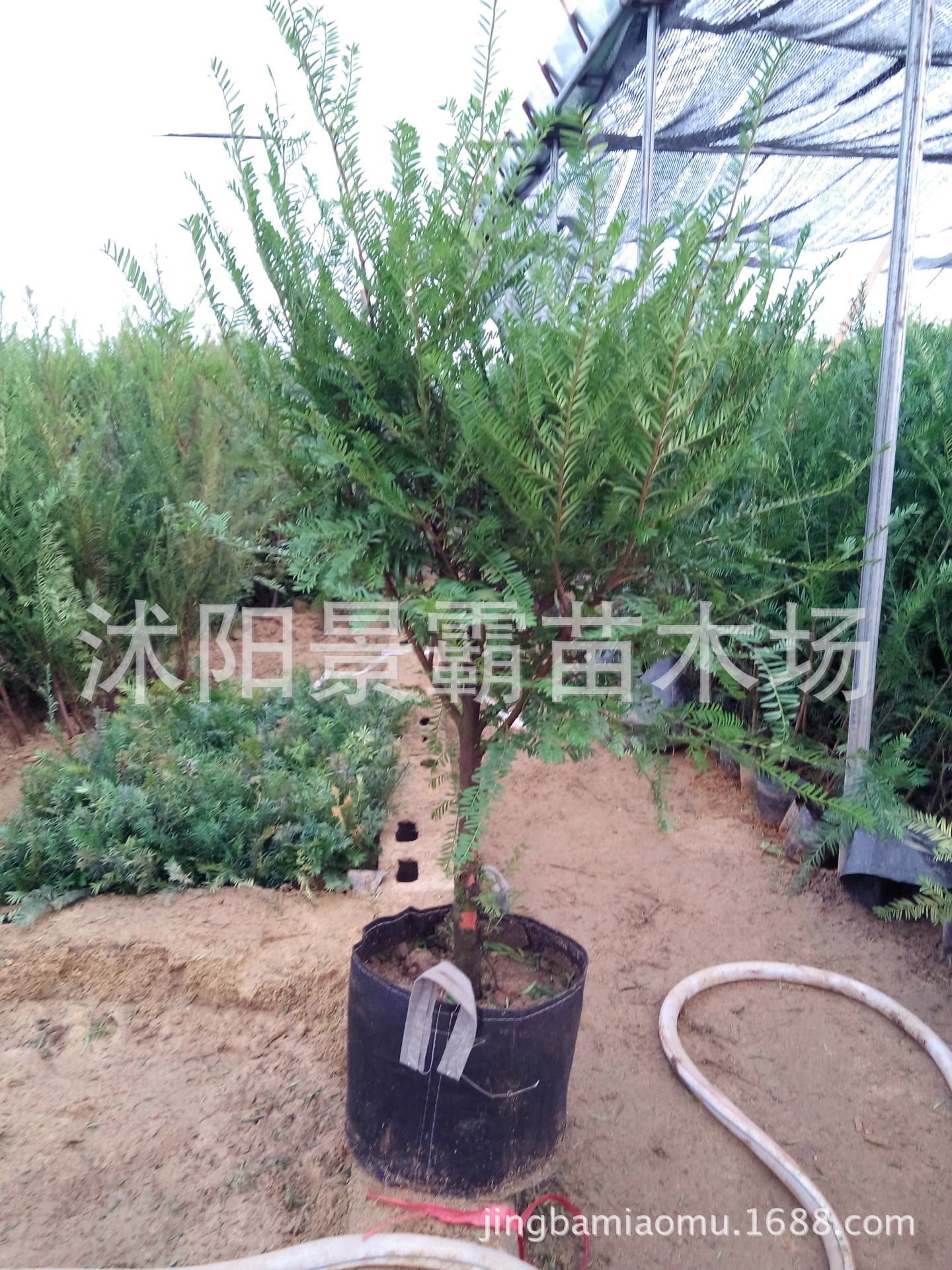 盆景红豆杉苗 正宗红豆杉造型盆栽 健康树 易养护 珍惜植物