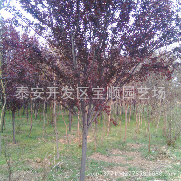 IMG_20130505_172817_副本