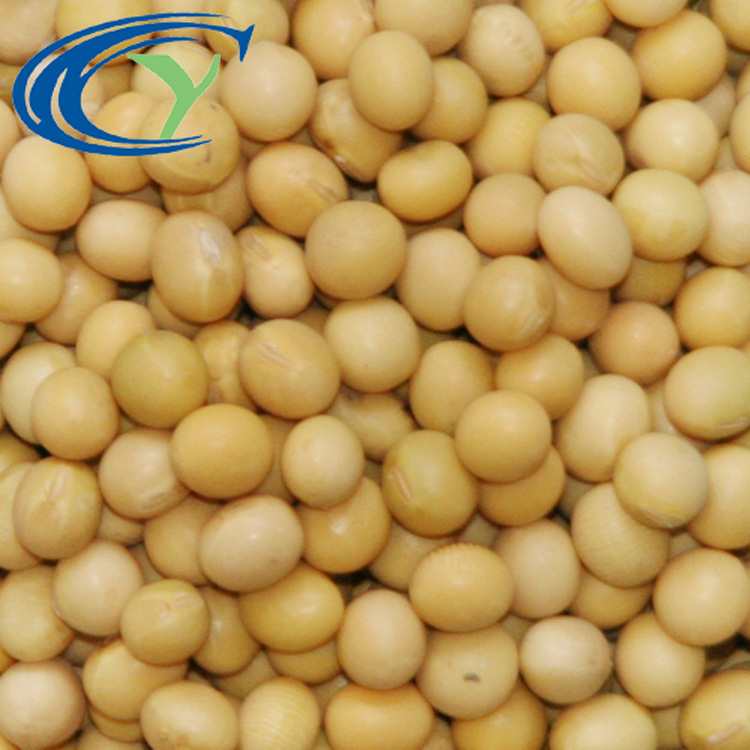 批发优质黄豆 高品质大豆  可出口 农家自种 非转基因 杂粮杂豆