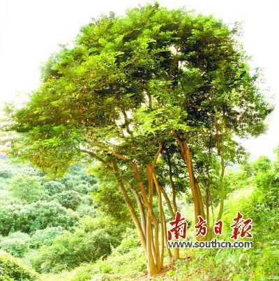 种植沉香树成为经济发展新趋势