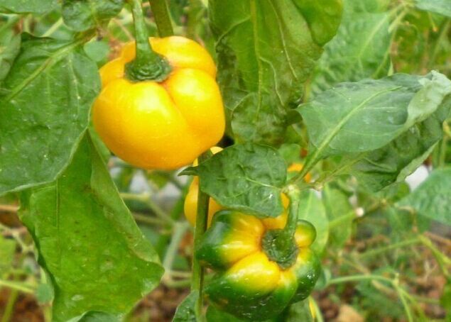 蔬菜种子 海南黄灯笼椒种子 皇帝椒 黄辣椒超辣高产 含丰富维生素