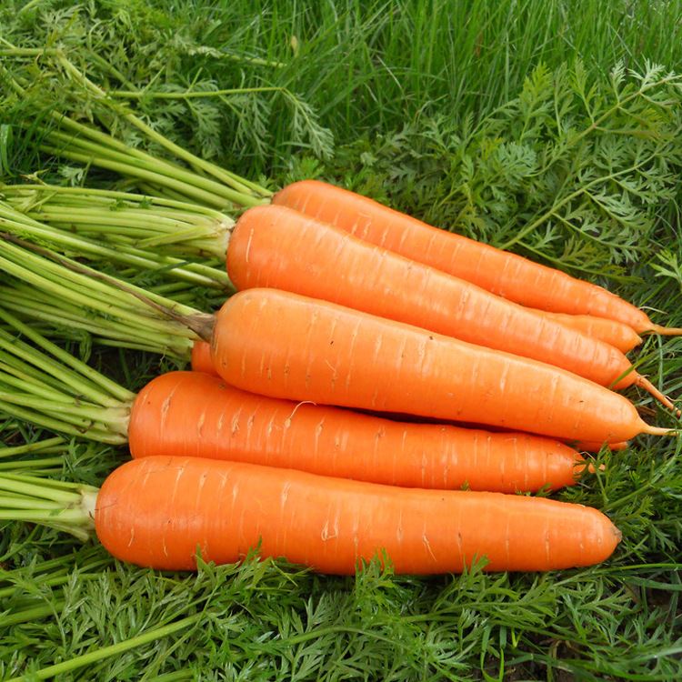 供应新鲜绿色有机无公害胡萝卜 健康营养高品质厂家大量批发销售