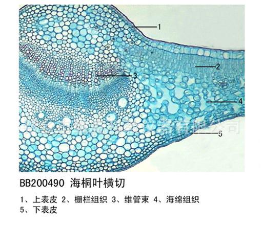 松针叶横切 生物切片 被子植物类 中小学显微镜 学生专用