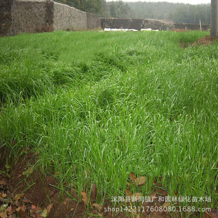 批发黑麦草草坪种子 草皮种子 草坪草籽 发芽率高 绿色期长 绿化