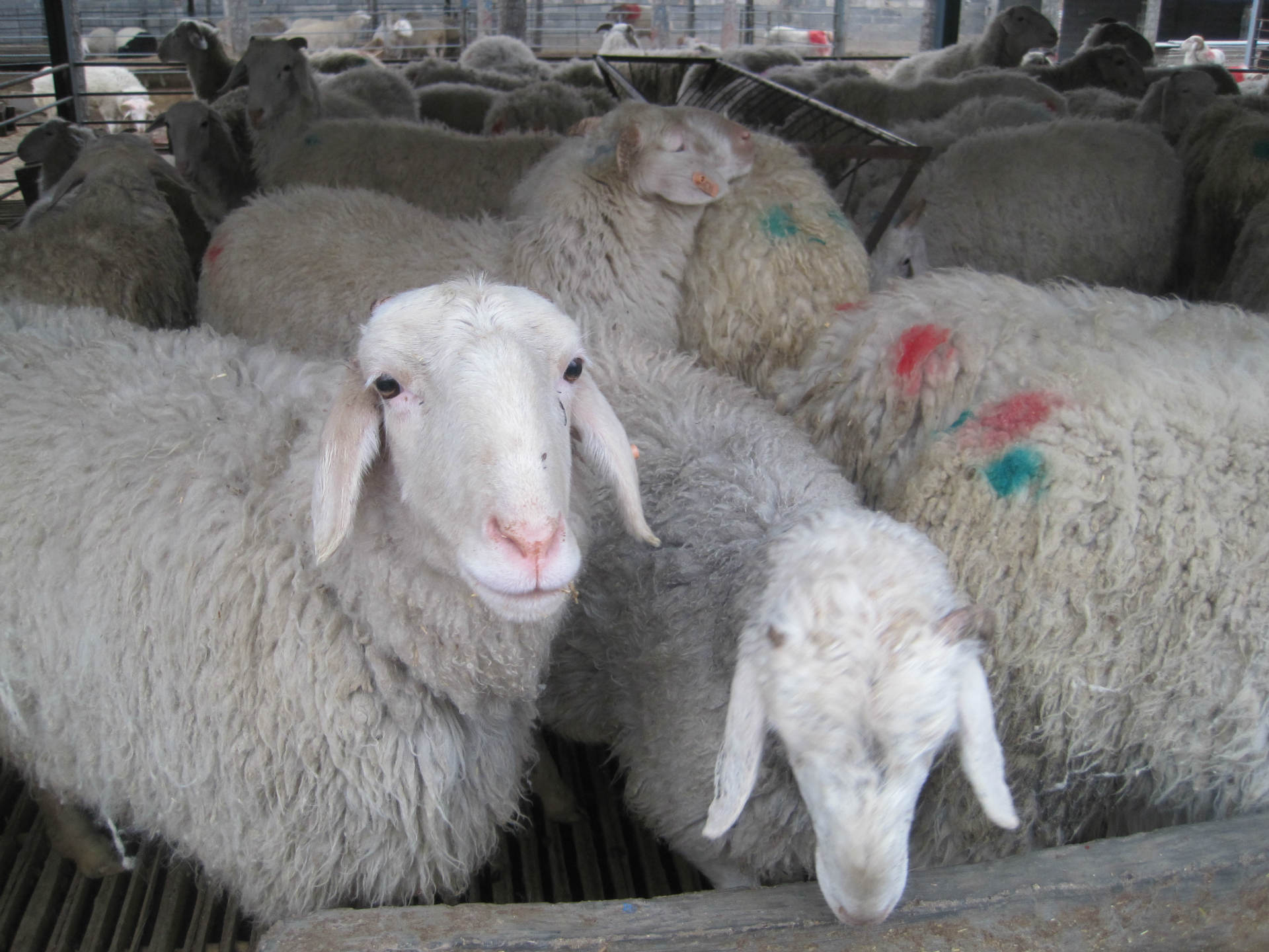 小尾寒羊小尾寒羊的价格购买小尾寒羊的价格出售小尾寒羊种羊
