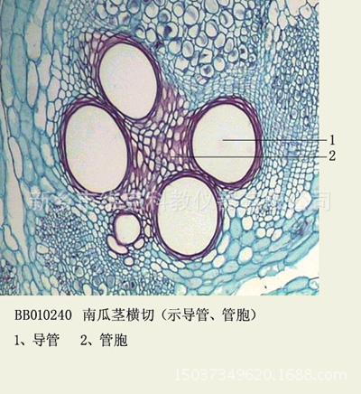 南瓜茎横切(示导管,管胞) 生物切片 微生物切片 植物类装片