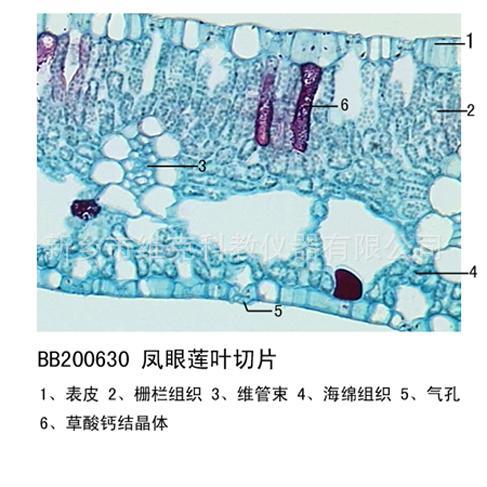 凤眼莲叶切片 生物切片 植物类装片 叶及叶的变态 显微镜专用