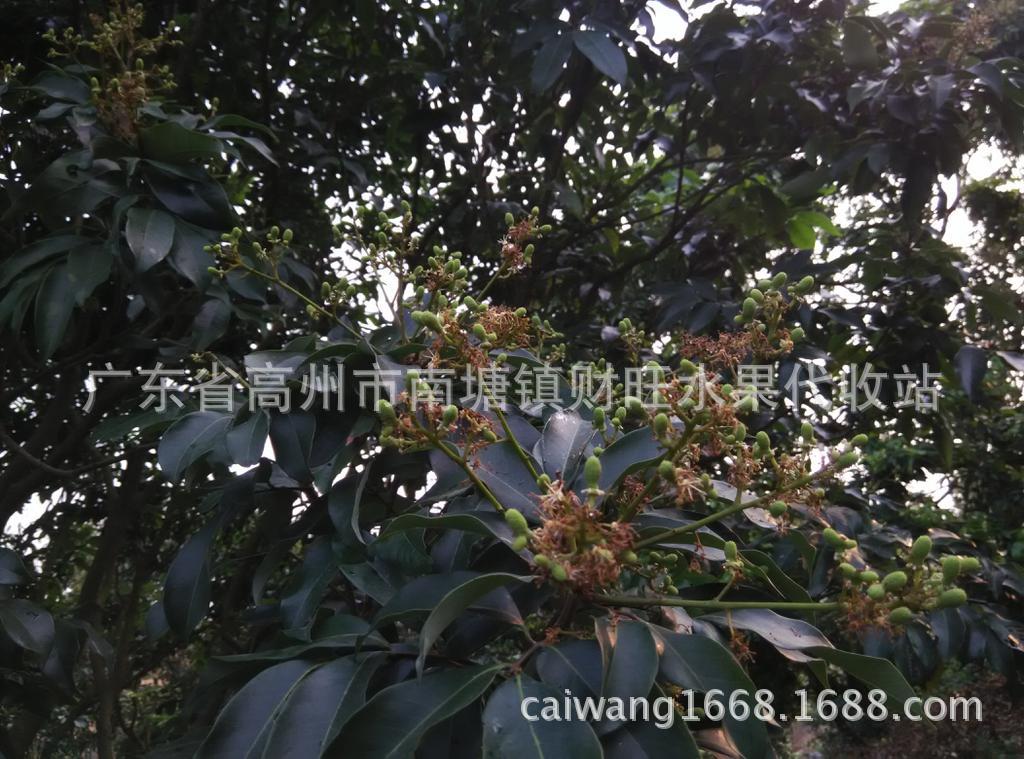 供应黑叶荔枝,新鲜荔枝,荔枝团购,荔枝产地,高州荔枝价格