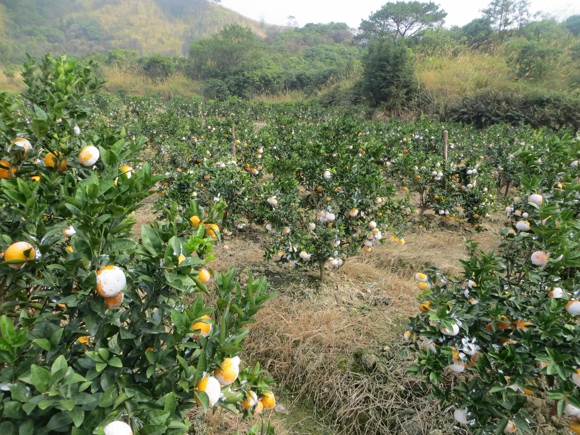 销售【茂谷柑果】灵山县果元柑桔种植专业合作社 水果