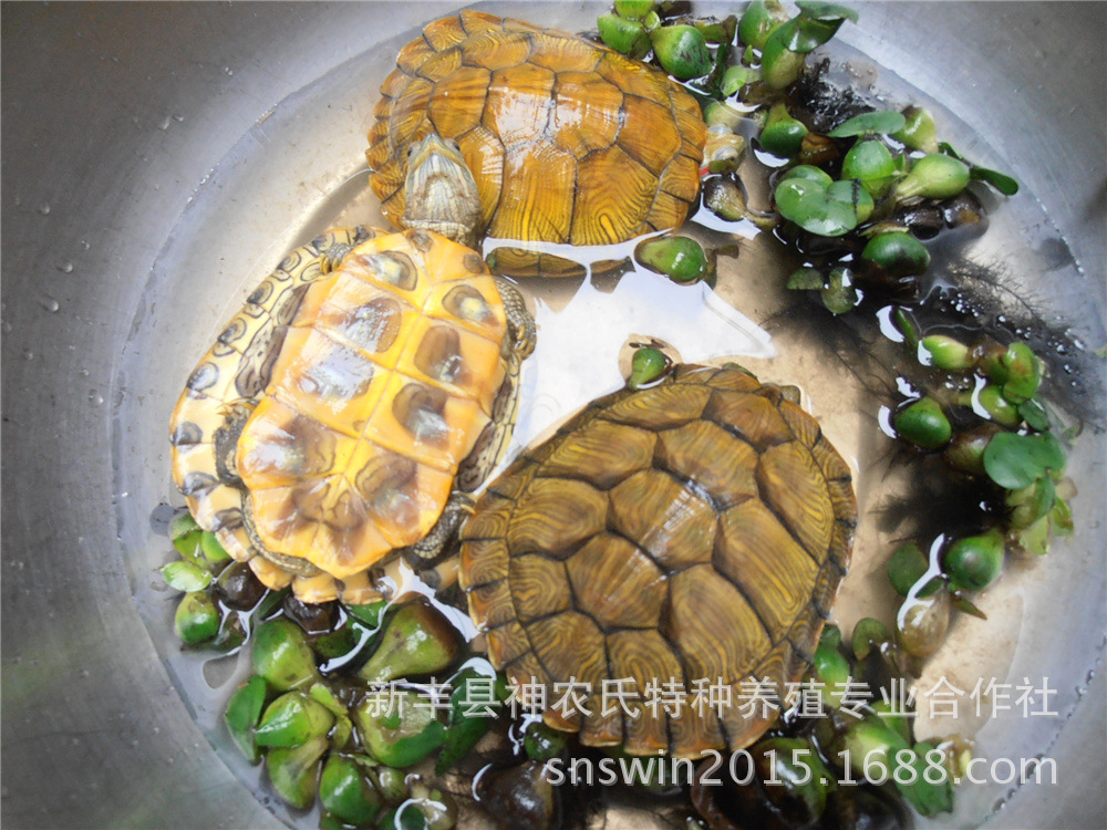 巴西龟 大 红耳黄金 广东龟 巴西龟养殖场【供1至2两重】
