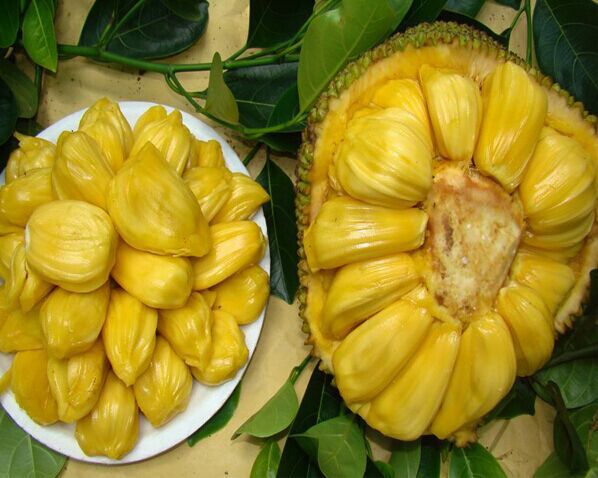  jack fruit