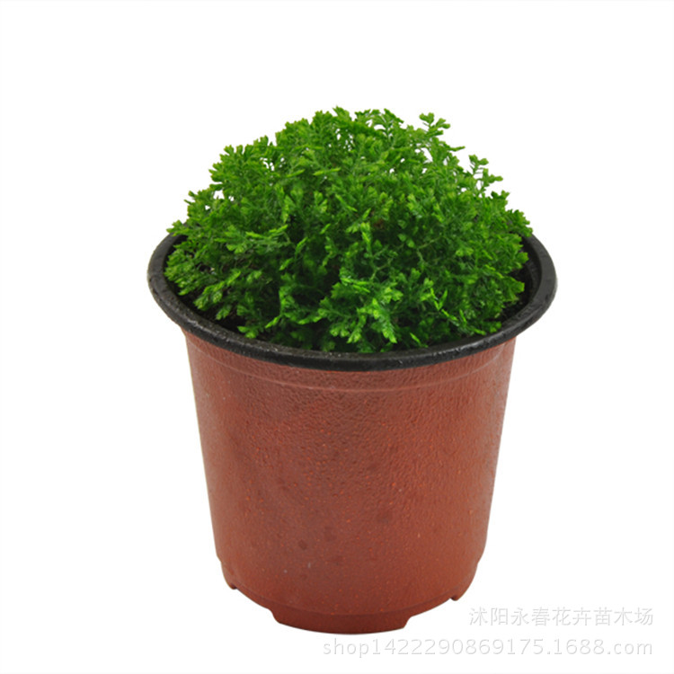 江苏宿迁批发观叶小盆栽 蕨类植物 微景观 翠云草 绿地珊瑚蕨 幸福草