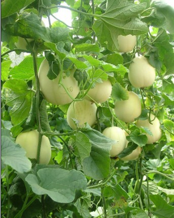 高产甜瓜_高产甜瓜 典雅甜瓜种子 蔬菜种子高