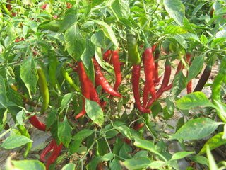 辣椒6