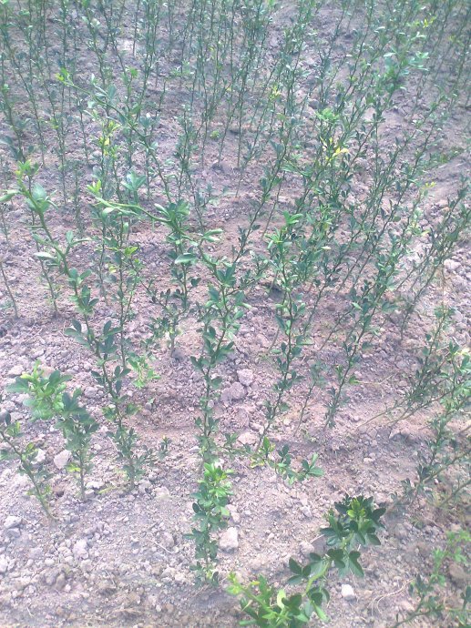 512e6390gadd2fa09475f&690