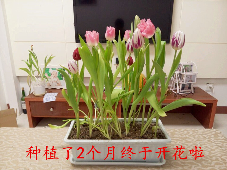 宠物及园艺 园林植物 种苗,种子,种球 > 直销批发进口荷兰郁金香种球