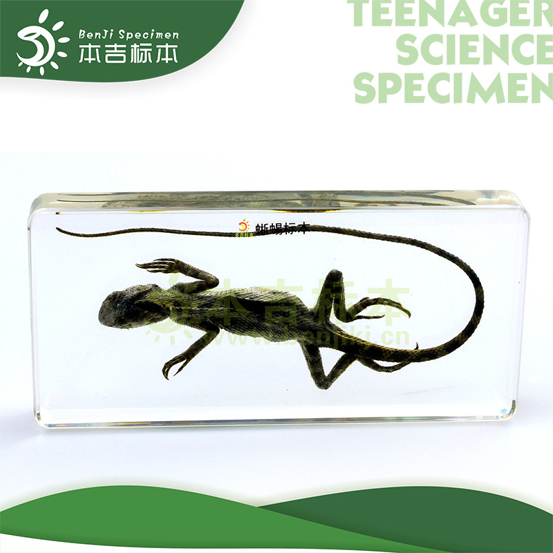 动物标本 1318-蜥蜴包埋标本 中小学科普包埋标本