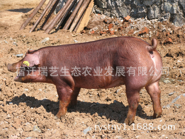 美系杜洛克 瘦肉型纯种杜洛克公猪 杜洛克种猪价格 仔猪价格