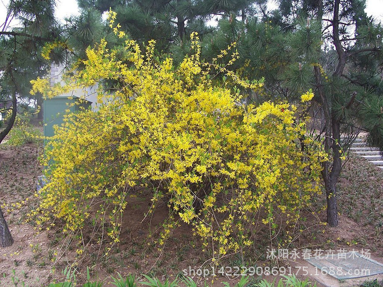 苗圃直销 迎春小苗 迎春花 藤本植物 绿化苗木 护坡护土 风景苗