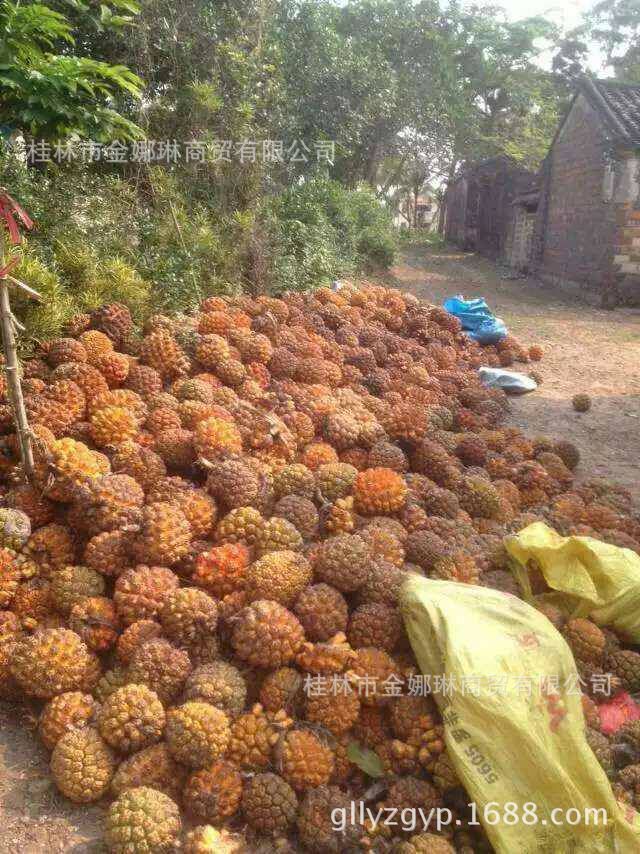 陈籽因为都是树下籽,部分陈籽因为在水里泡的时间 ...