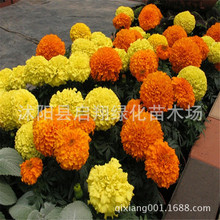 草花種子萬壽菊種子綠化庭院陽台盆栽鮮花種耐寒觀花種子