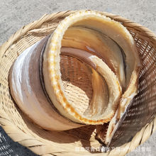 批發干貨鰻魚干 海鰻干鯗  勾魚干規格大小多種 大量批發