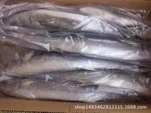 冷庫批發鮮活海鮮 冷凍馬鮫魚 大鮁魚500克 批發