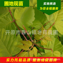 金葉復葉槭小苗2025年秋季糖槭種苗成活率好復葉槭扦插小樹苗批發