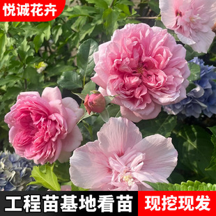 粉色木槿花樹苗重瓣食用當年開花庭院陽台盆栽地栽粉花木槿苗盆栽