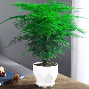 文竹盆栽植物室內辦公室水培客廳懶人小綠植花卉大全盆景四季常青