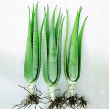 庫拉索蘆薈美容院蘆薈苗盆栽多肉植物四季常綠可以食用綠植好養活