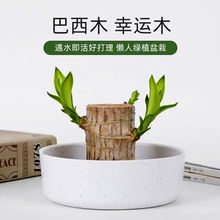 基地直銷巴西木水培幸運木桌面綠植盆栽水養辦公桌面室內網紅禮品