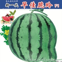 早佳翠玲黑美人黃肉無籽麒麟西瓜高產四季水果園林蔬菜種子批發