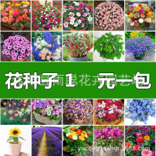 花卉種子四季種子批發滿天星太陽花波斯菊百日草向日葵雛菊薄荷
