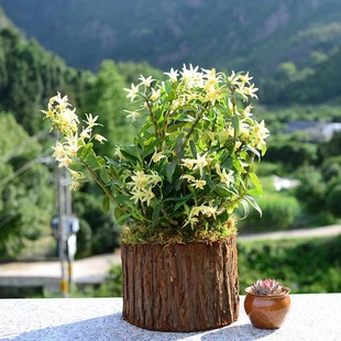 鐵皮石斛苗 三年種植石斛苗 帶木樁發貨 室內綠植盆景花卉