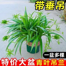 青葉金邊吊蘭帶藤大苗室內垂吊花卉盆栽客廳四季常青蘭花濃香植物