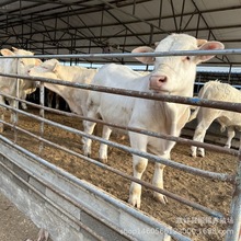 夏洛萊牛常年出售 哪里有賣夏洛萊牛犢 夏洛萊牛養殖場 改良肉牛