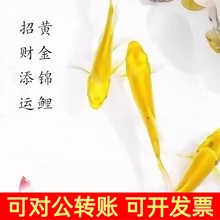 冷水觀賞魚好養耐活魚黃金錦鯉魚招財小金魚苗淡水金魚寵物魚