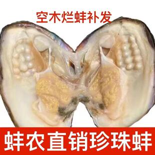 愛迪生蚌多珠蚌養殖戶批發單珠珍珠蚌河蚌鮮活空木爛蚌補發