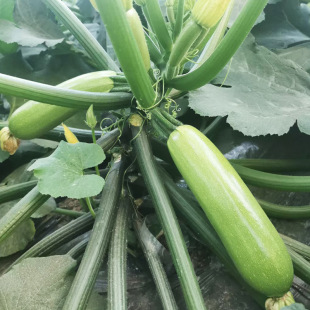 安吉利亞耐熱西葫蘆種子500粒越夏秋延翠綠油亮西葫蘆蔬菜種子
