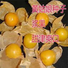 紅菇娘甜菇娘毛酸漿錦燈籠種子金燈果紅燈籠果種子量大優高出芽率