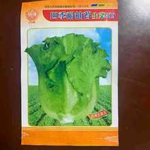 五洲牌四季耐抽苔生菜種籽菜園院子種植蔬菜種子電商批發廠家直銷