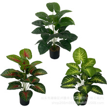 跨境仿真綠植滴水觀音18頭手感過膠葉彩芋盆栽 園林造景家居裝飾