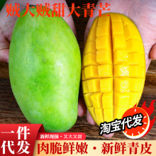 淘寶天貓代發新鮮大青芒當季熱帶水果大芒果500g+單果雲南大青芒