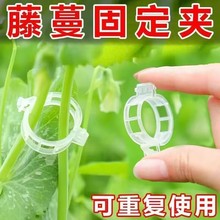 扶蔓夾綁蔓夾吊秧卡扣綠植夾藤蔓固定夾辣椒茄子固定器秧苗植物夾