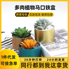 多肉植物圓形馬口鐵罐 種植花草金屬鐵罐 多肉收納定制鐵盒包裝